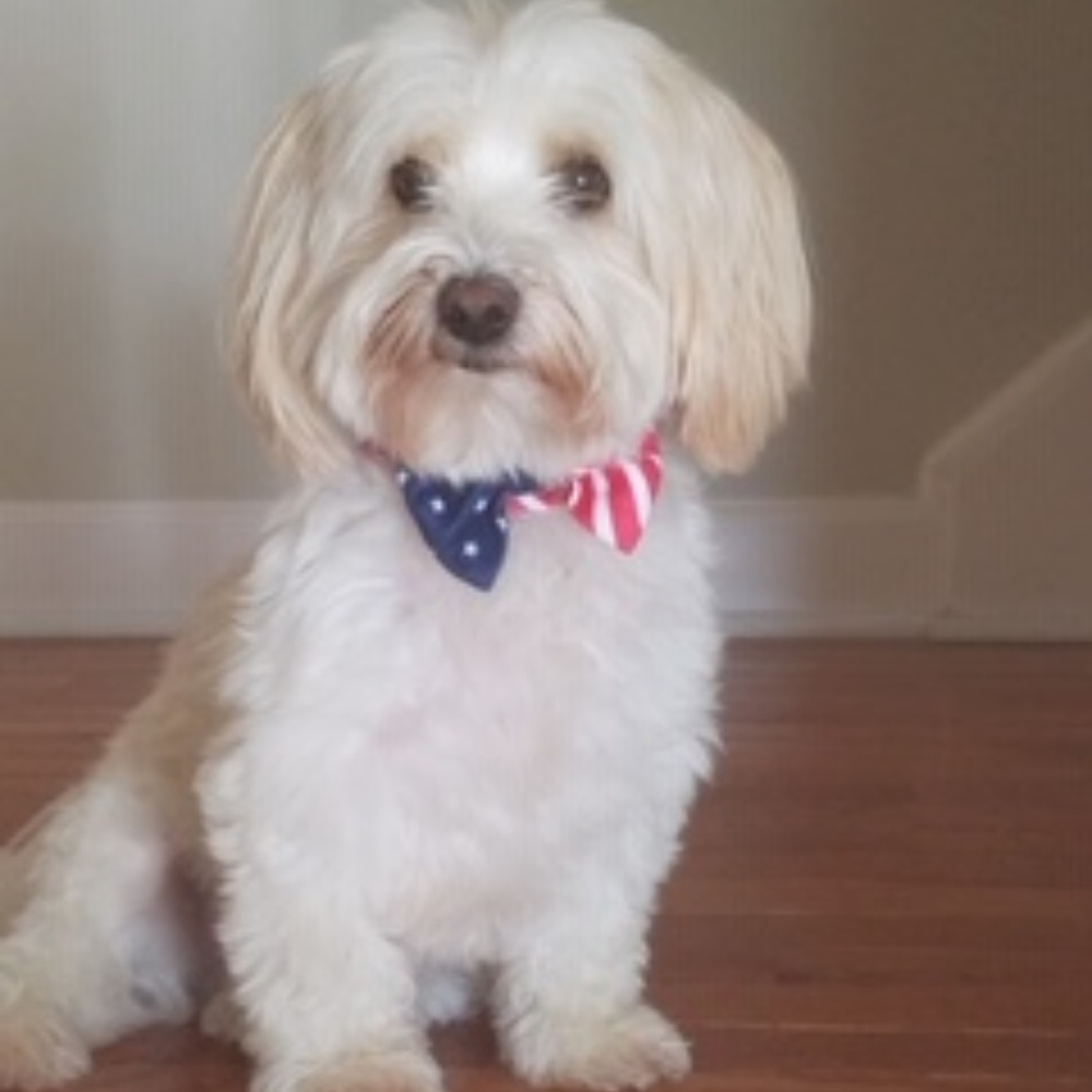 Happy poshing! My cute dog-nephew doesn’t live with me, but I see him often!